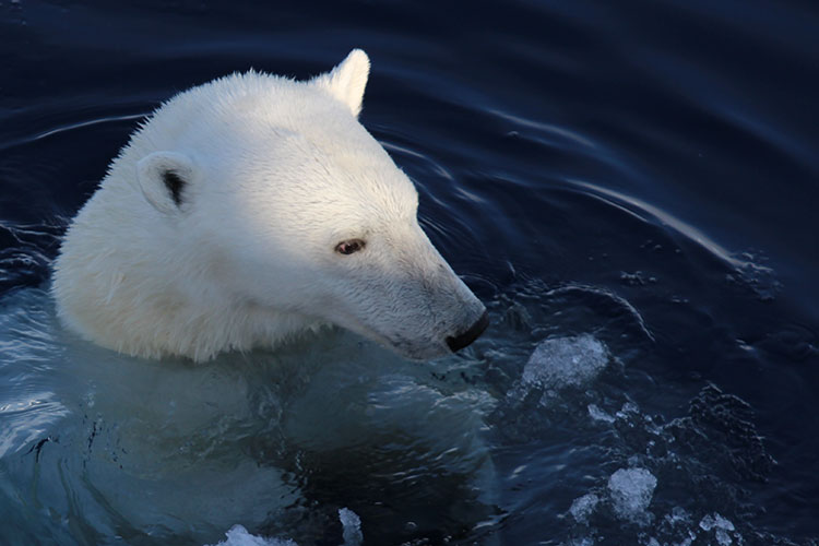 Polar bear in the sea, head above water, looking at small chunks of ice